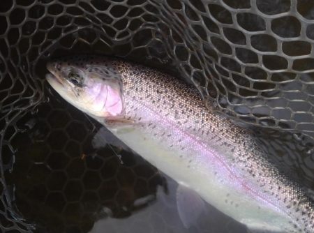 大安トラウトレイク 釣果